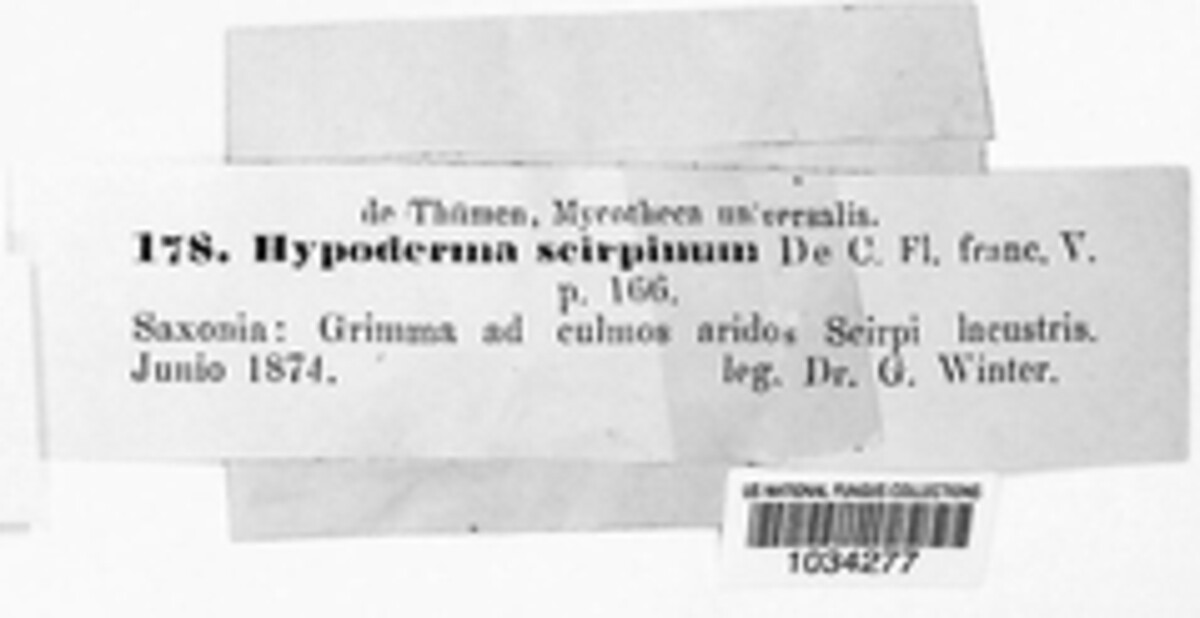 Hypohelion scirpinum image
